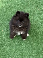 Snoopy, a male Pomeranian for sale in Liberty, MO – 1 of 6