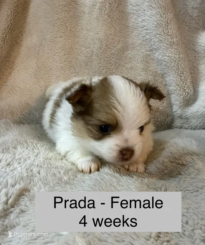 Prada – Pomeranian puppy for sale in Liberty, MO