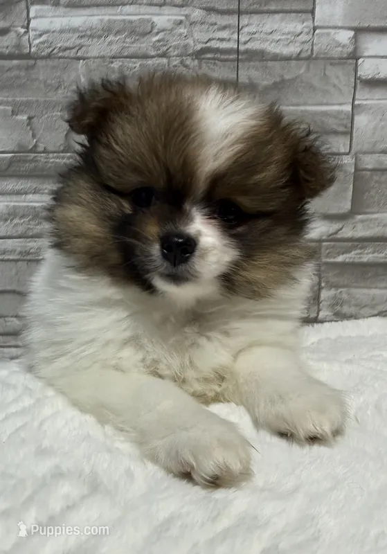 Jasmine – Pomeranian puppy for sale in Liberty, MO