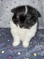 Hawk, a male Pomeranian for sale in Liberty, MO – 2 of 4