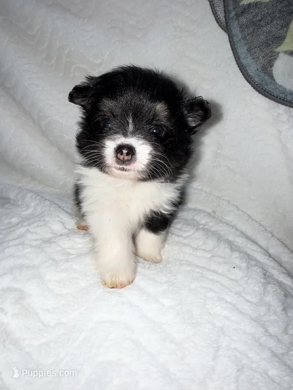 Chanel – Pomeranian puppy for sale in Liberty, MO