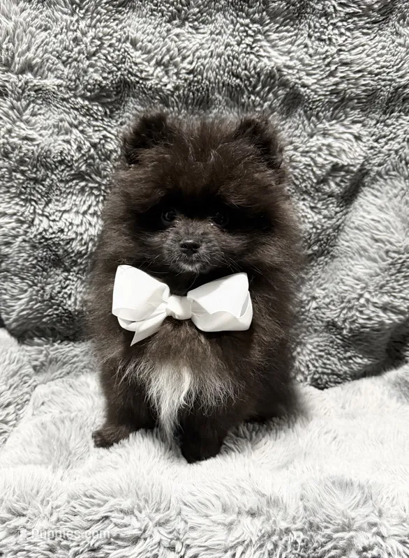 Onyx – Pomeranian puppy for sale in Liberty, MO