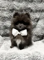 Onyx, a male Pomeranian for sale in Liberty, MO – 1 of 10