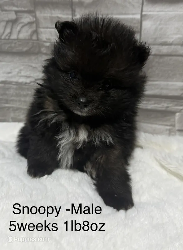 Snoopy – Pomeranian puppy for sale in Liberty, MO