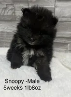 Snoopy, a male Pomeranian for sale in Liberty, MO – 3 of 6