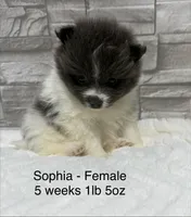 Sophia, a female Pomeranian for sale in Liberty, MO – 4 of 4