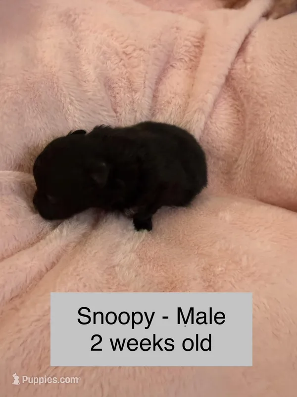 Snoopy – Pomeranian puppy for sale in Liberty, MO