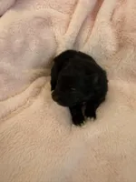 Snoopy, a male Pomeranian for sale in Liberty, MO – Photo 2 of 6