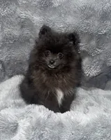 Onyx, a male Pomeranian for sale in Liberty, MO – 2 of 10