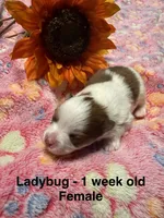 LadyBug, a female Pomeranian for sale in Liberty, MO – 3 of 8