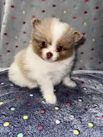 Eagle, a male Pomeranian for sale in Liberty, MO – 3 of 4