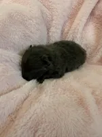 Figgy, a male Pomeranian for sale in Liberty, MO – Photo 4 of 4