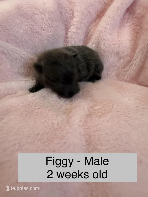 Figgy – Pomeranian puppy for sale in Liberty, MO