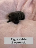 Figgy, a male Pomeranian for sale in Liberty, MO – Photo 1 of 4