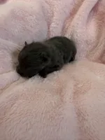Figgy, a male Pomeranian for sale in Liberty, MO – Photo 2 of 4