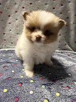 Eagle, a male Pomeranian for sale in Liberty, MO – 4 of 4