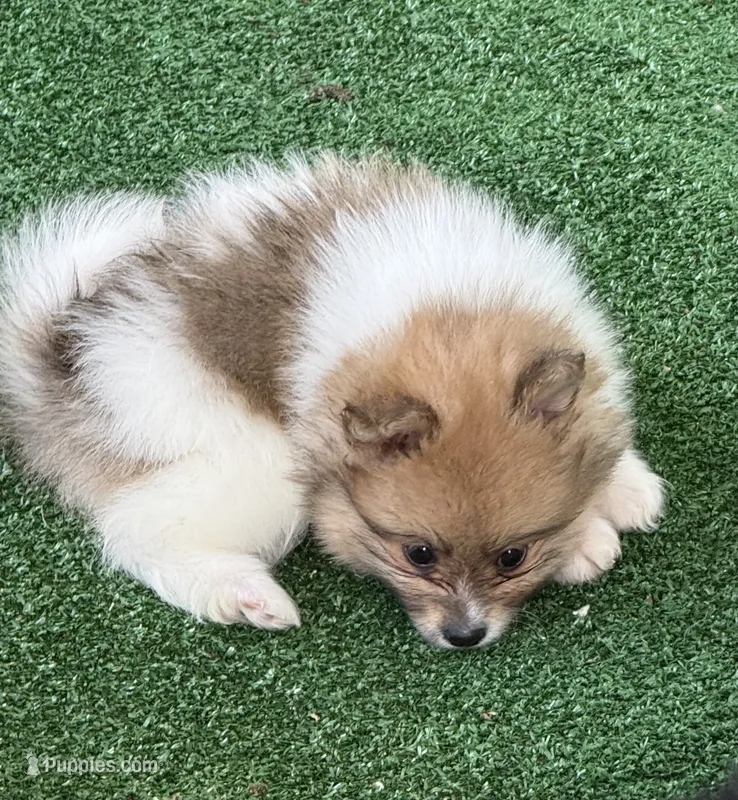 Jules – Pomeranian puppy for sale in Liberty, MO