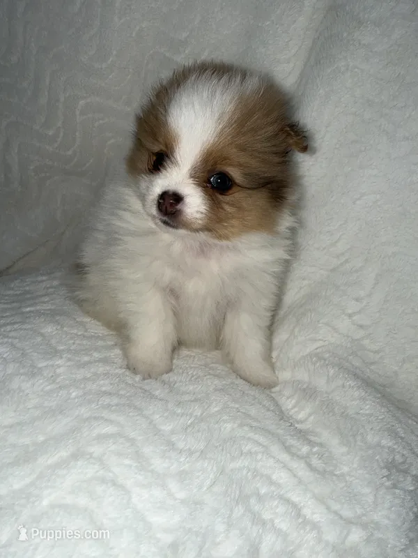 Dahlia – Pomeranian puppy for sale in Liberty, MO