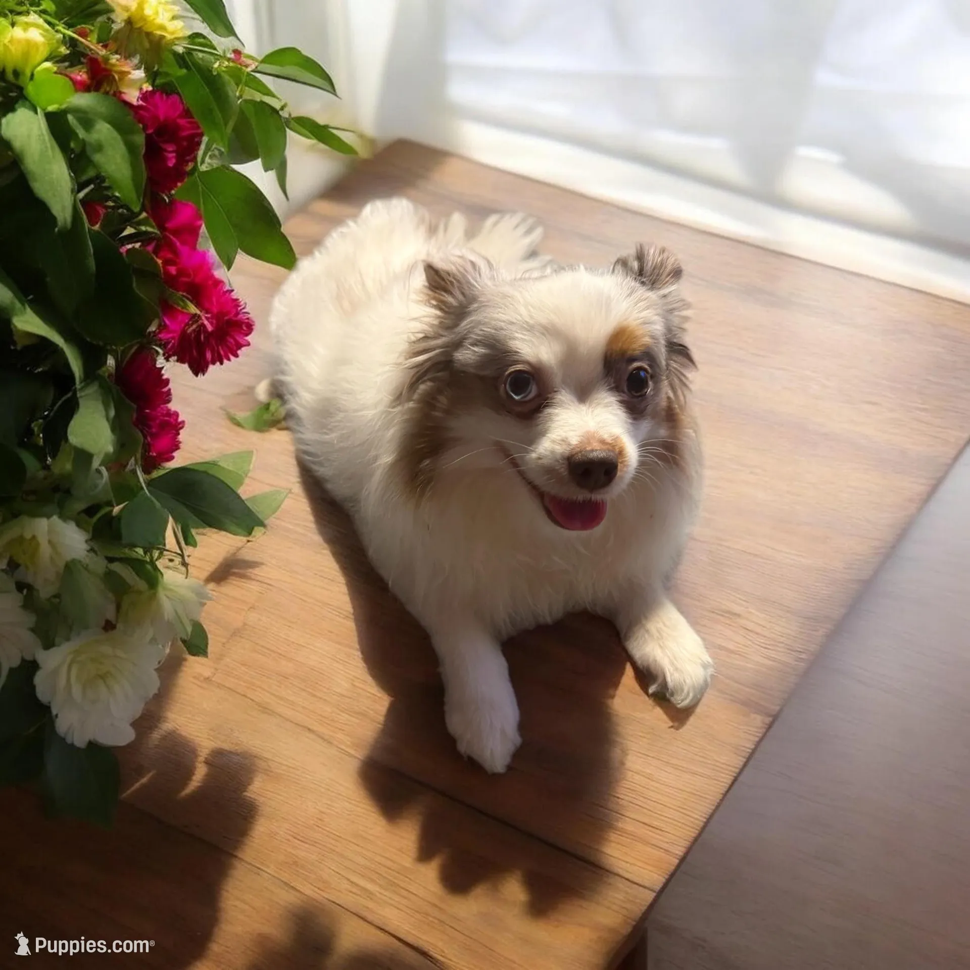Jasmine, a female Pomeranian for sale in Liberty, MO – Photo 3 of 6