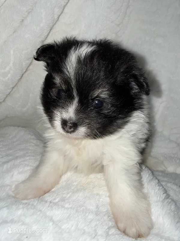 Lambo – Pomeranian puppy for sale in Liberty, MO