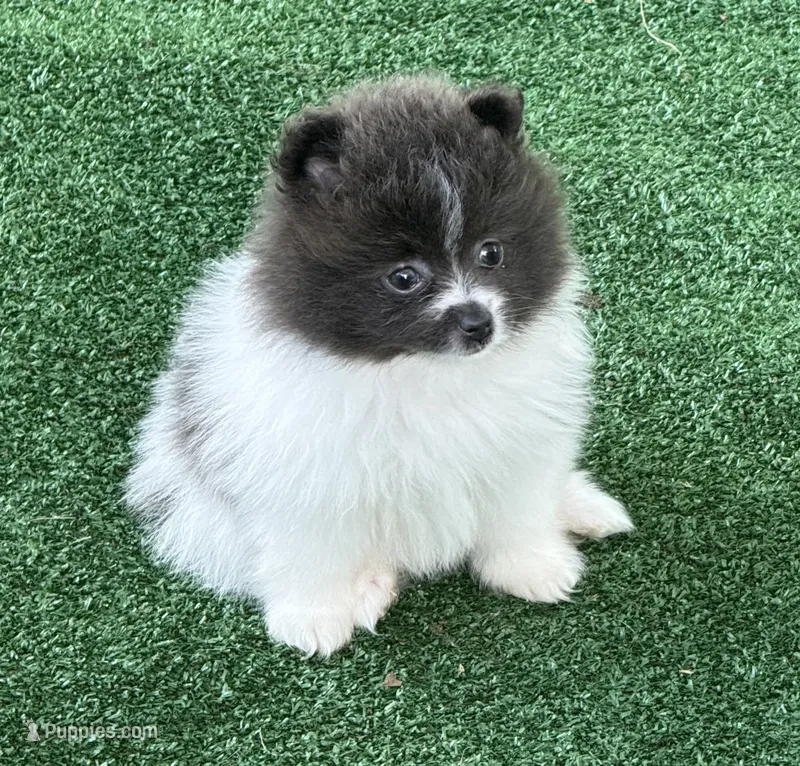Sophia – Pomeranian puppy for sale in Liberty, MO