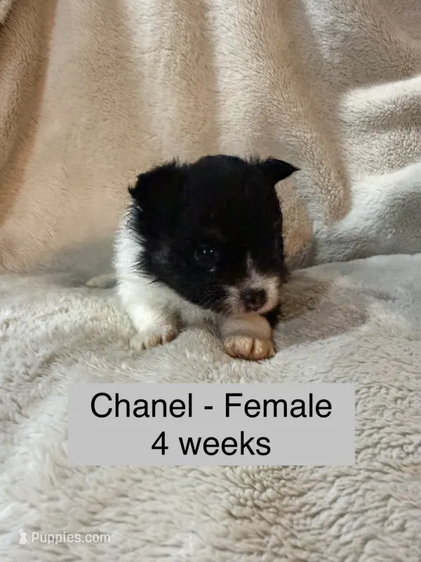 Chanel – Pomeranian puppy for sale in Liberty, MO