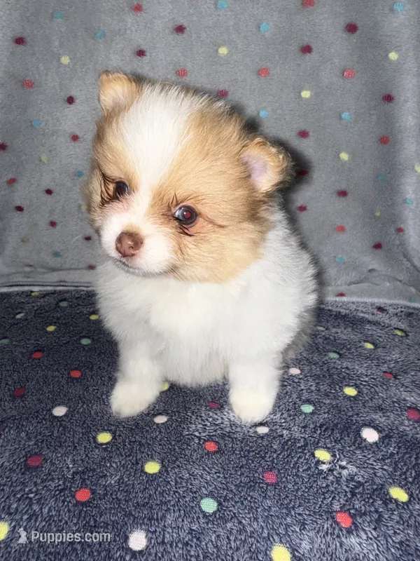 Sparrow – Pomeranian puppy for sale in Liberty, MO