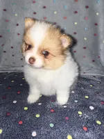 Sparrow, a male Pomeranian for sale in Liberty, MO – 1 of 6