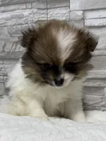 Jasmine, a female Pomeranian for sale in Liberty, MO – 6 of 10