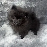 Onyx, a male Pomeranian for sale in Liberty, MO – 3 of 10