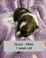 Gucci, a male Pomeranian for sale in Liberty, MO – Photo 3 of 6