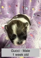 Gucci, a male Pomeranian for sale in Liberty, MO – Photo 1 of 6