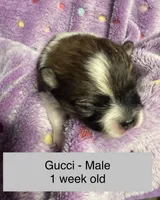 Gucci, a male Pomeranian for sale in Liberty, MO – Photo 2 of 6