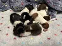 Gucci, a male Pomeranian for sale in Liberty, MO – Photo 4 of 6