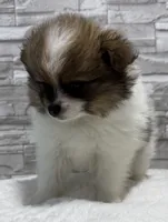 Jasmine, a female Pomeranian for sale in Liberty, MO – 7 of 10