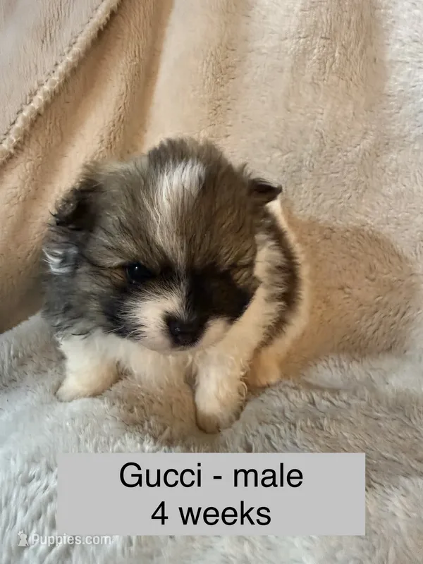 Gucci – Pomeranian puppy for sale in Liberty, MO
