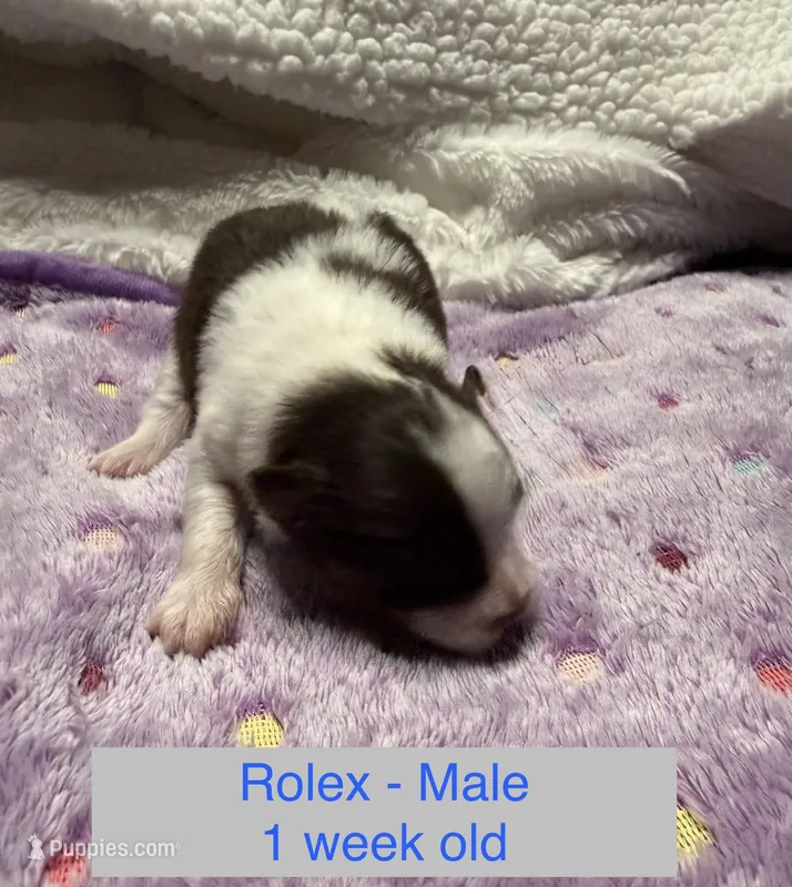 Rolex – Pomeranian puppy for sale in Liberty, MO