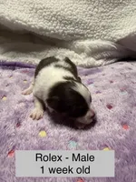 Rolex, a male Pomeranian for sale in Liberty, MO – Photo 4 of 7