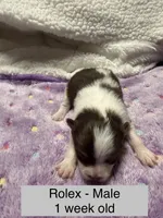 Rolex, a male Pomeranian for sale in Liberty, MO – Photo 3 of 7