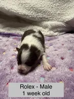 Rolex, a male Pomeranian for sale in Liberty, MO – Photo 2 of 7