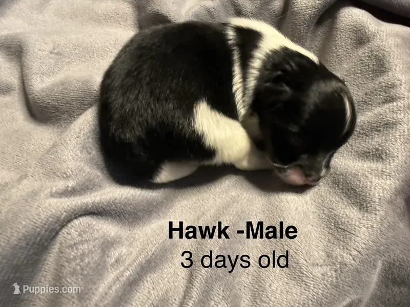 Hawk – Pomeranian puppy for sale in Liberty, MO