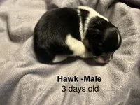 Hawk, a male Pomeranian for sale in Liberty, MO – 1 of 4