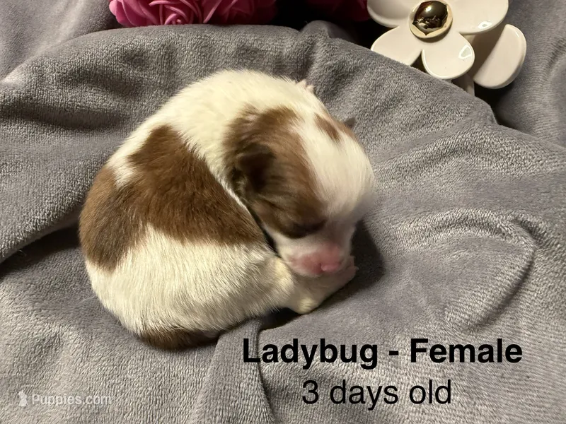LadyBug – Pomeranian puppy for sale in Liberty, MO