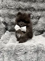 Onyx, a male Pomeranian for sale in Liberty, MO – 10 of 10