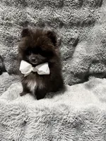 Onyx, a male Pomeranian for sale in Liberty, MO – 9 of 10