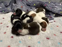 Chanel, a female Pomeranian for sale in Liberty, MO – Photo 5 of 7