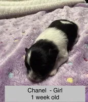 Chanel, a female Pomeranian for sale in Liberty, MO – Photo 3 of 7