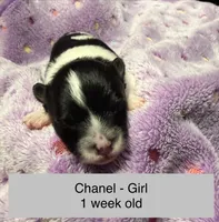 Chanel, a female Pomeranian for sale in Liberty, MO – Photo 4 of 7