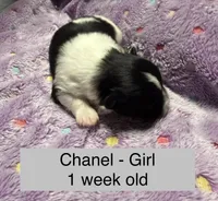 Chanel, a female Pomeranian for sale in Liberty, MO – Photo 1 of 7