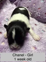 Chanel, a female Pomeranian for sale in Liberty, MO – Photo 2 of 7